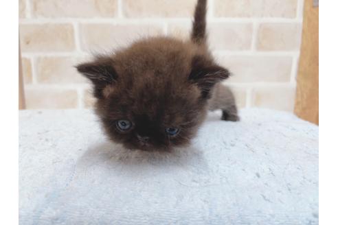 成約済の東京都のエキゾチックショートヘア-24114の2枚目