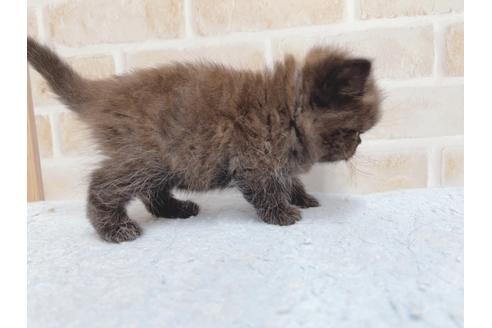 成約済の東京都のエキゾチックショートヘア-24114の3枚目