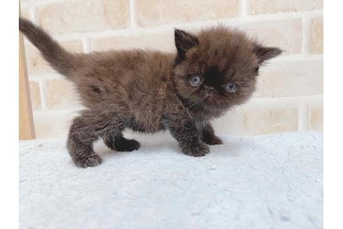 成約済の東京都のエキゾチックショートヘア-24114の1枚目