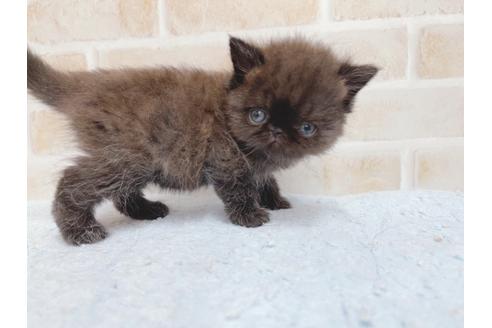 成約済の東京都のエキゾチックショートヘア-24114の4枚目