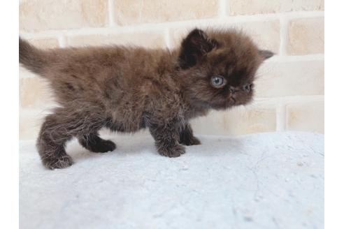 成約済の東京都のエキゾチックショートヘア-24114の5枚目