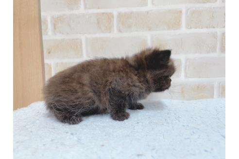 成約済の東京都のエキゾチックショートヘア-24114の6枚目