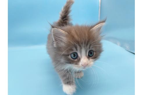 成約済の東京都のサイベリアン-23705の6枚目