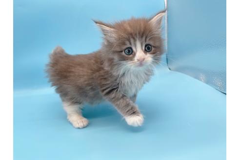 成約済の東京都のサイベリアン-23705の2枚目