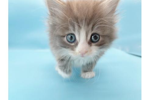 成約済の東京都のサイベリアン-23705の3枚目