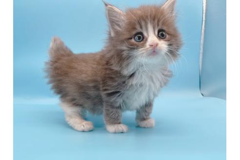 成約済の東京都のサイベリアン-23705の4枚目