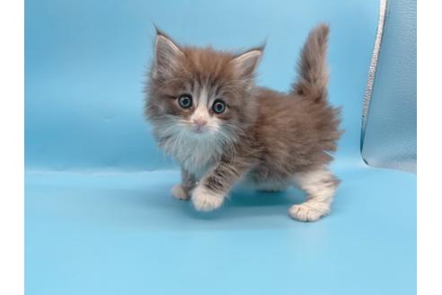 成約済の東京都のサイベリアン-23705