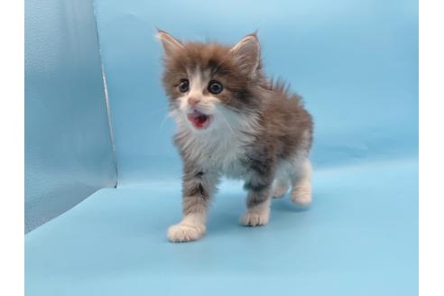 成約済の東京都のサイベリアン-23706の7枚目