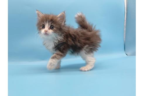 成約済の東京都のサイベリアン-23706の8枚目