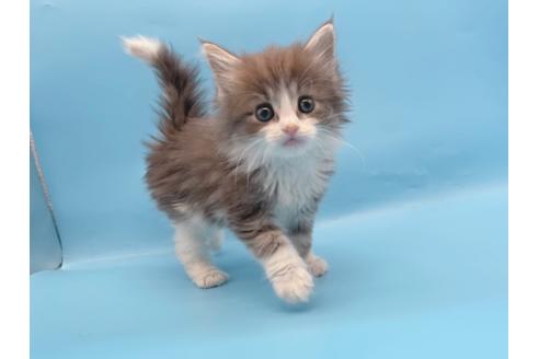 成約済の東京都のサイベリアン-23706