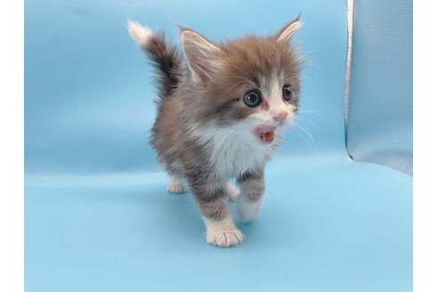 成約済の東京都のサイベリアン-23706の9枚目