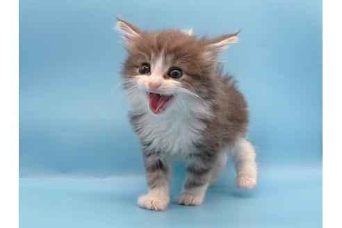 成約済の東京都のサイベリアン-23706の10枚目