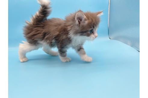 成約済の東京都のサイベリアン-23706の11枚目