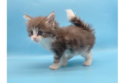 成約済の東京都のサイベリアン-23706の2枚目