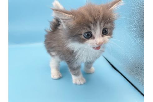 成約済の東京都のサイベリアン-23706の3枚目