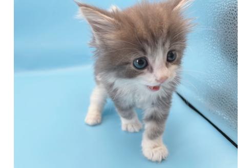 成約済の東京都のサイベリアン-23706の5枚目