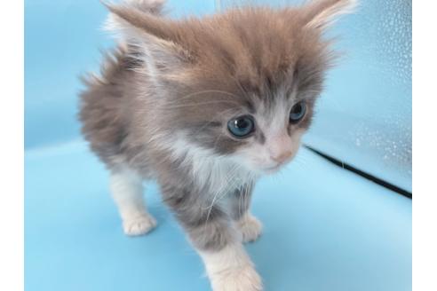 成約済の東京都のサイベリアン-23706の6枚目