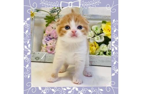 成約済の大阪府のスコティッシュフォールド-23668