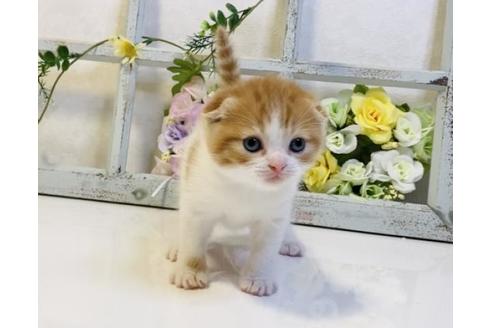 成約済の大阪府のスコティッシュフォールド-23668の2枚目