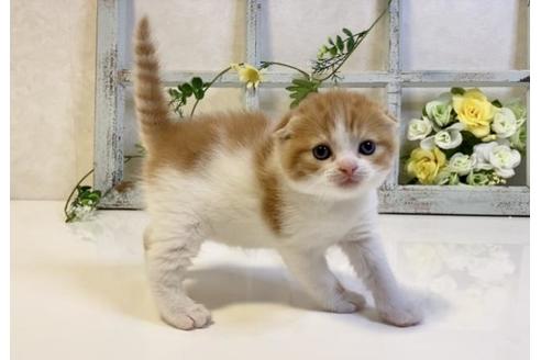 成約済の大阪府のスコティッシュフォールド-23668の3枚目