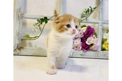 成約済の大阪府のスコティッシュフォールド-23668の4枚目