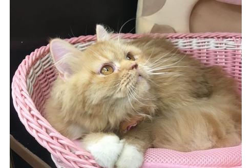 成約済の千葉県のエキゾチックショートヘア-23675