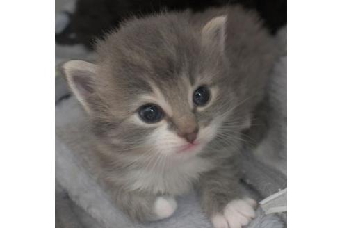 成約済の茨城県のノルウェージャンフォレストキャット-23715の3枚目