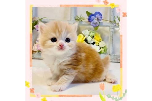 成約済の大阪府のスコティッシュストレート-23717の1枚目