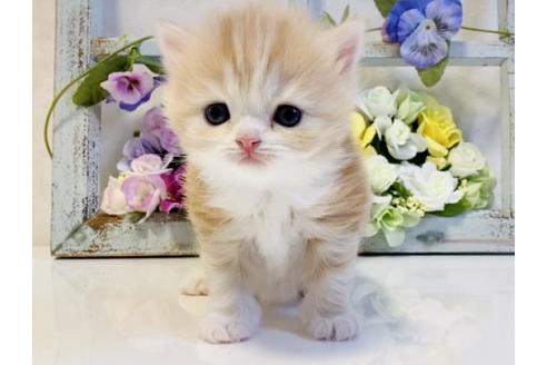 成約済の大阪府のスコティッシュストレート-23717の3枚目