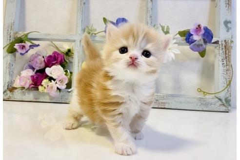 成約済の大阪府のスコティッシュストレート-23717の4枚目