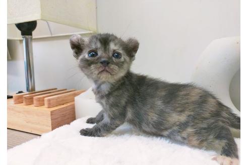 東京都のアメリカンカール 女の子 22 01 30生まれ 可愛いお姫様 甘えん坊さん 子猫id 子猫ブリーダーナビ