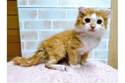 成約済の東京都のスコティッシュフォールド-23005の12枚目