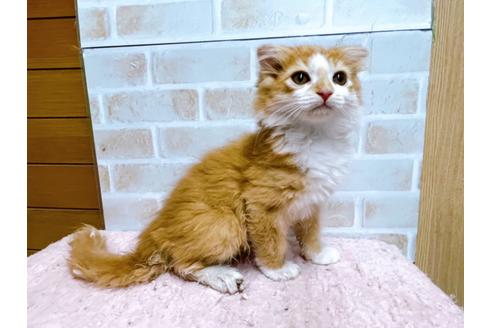 成約済の東京都のスコティッシュフォールド-23005の11枚目