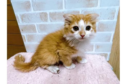 成約済の東京都のスコティッシュフォールド-23005の10枚目