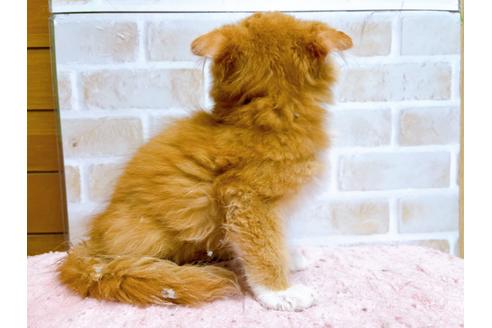 成約済の東京都のスコティッシュフォールド-23005の9枚目