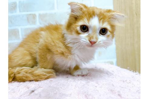 成約済の東京都のスコティッシュフォールド-23005の7枚目