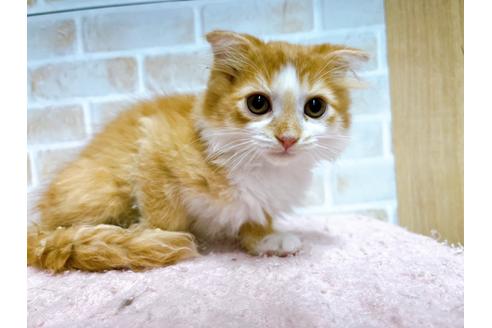 成約済の東京都のスコティッシュフォールド-23005の6枚目