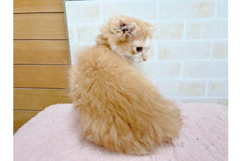 成約済の東京都のスコティッシュフォールド-23005の5枚目