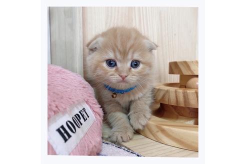 成約済の長野県のスコティッシュフォールド-23773の2枚目