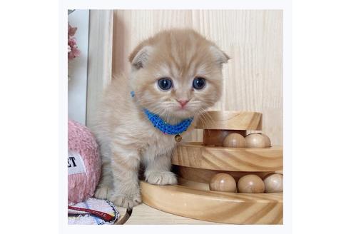 成約済の長野県のスコティッシュフォールド-23773の3枚目