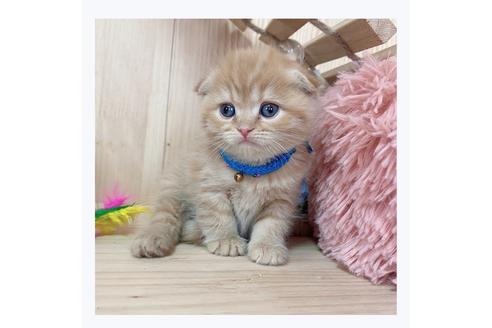 成約済の長野県のスコティッシュフォールド-23773の4枚目