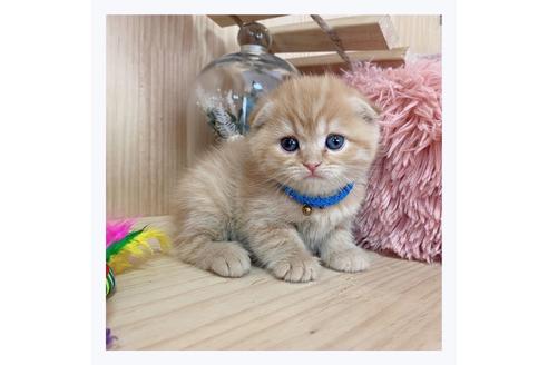 成約済の長野県のスコティッシュフォールド-23773の5枚目