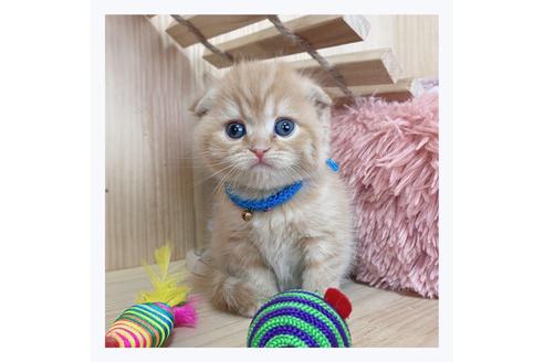 成約済の長野県のスコティッシュフォールド-23773の1枚目