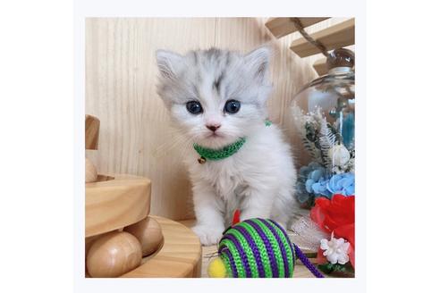 成約済の長野県のミヌエット-23782の2枚目