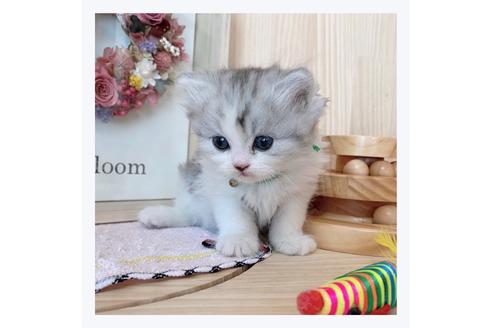 成約済の長野県のミヌエット-23782の3枚目