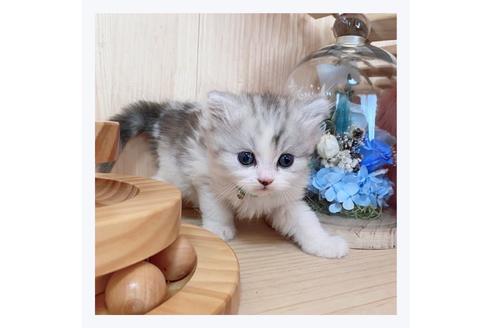 成約済の長野県のミヌエット-23782の4枚目