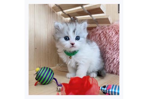 成約済の長野県のミヌエット-23782の5枚目