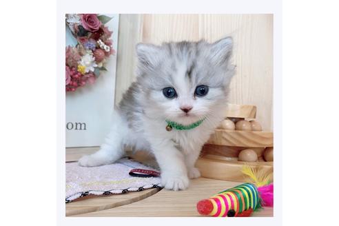 成約済の長野県のミヌエット-23782