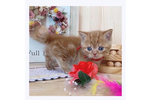 成約済の長野県のマンチカン-23783の5枚目