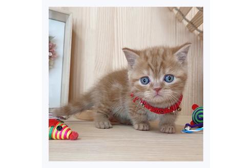 成約済の長野県のマンチカン-23783の2枚目